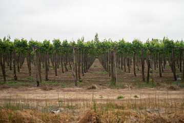 vineyard in the Isla de Maipo valley, Isla de Maipo, Chile, south america