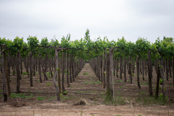 Fototapeta na wymiar vineyard in the Isla de Maipo valley, Isla de Maipo, Chile, south america
