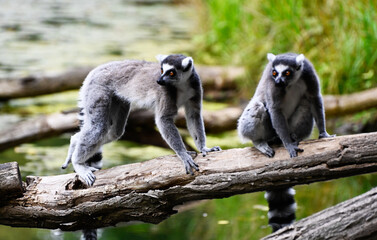 Two ring-tailed lemurs on a branch