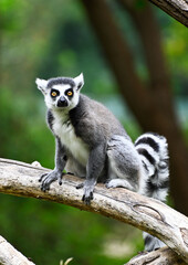 A ring-tailed lemur on a tree looks the enviroment in alert