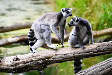 ring tailed lemurs on a branch in the forest