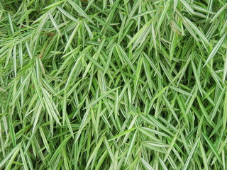 Close-up Thyrsostachys siamensis Gamble, Silver Bamboo, Cat bamboo, Herb for cats in Nonthaburi, Thailand