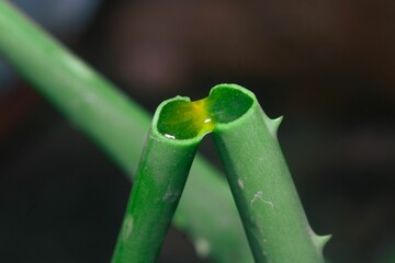 Green bamboo stem with a broken section, revealing the hollow core of the plant.