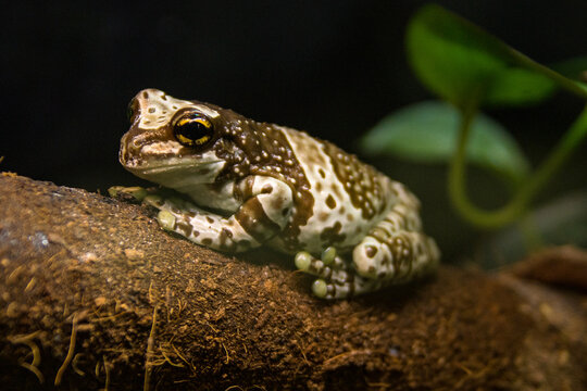 Tree frog toad in a terrarium on a wooden log. Horizontal