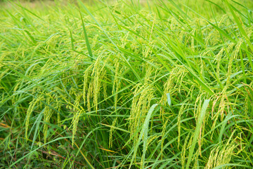Thai jasmine rice fields.Fresh green rice fields, the best jasmine rice in the world.organic farming concept.