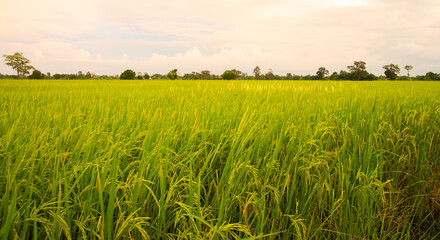 Thai jasmine rice fields.Fresh green rice fields, the best jasmine rice in the world.organic...