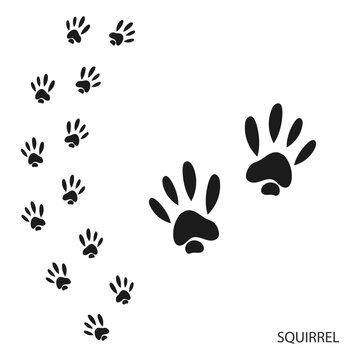 Paw prints, animal tracks, squirrel footprints pattern. Icon and track of footprints. Black silhouette. Vector