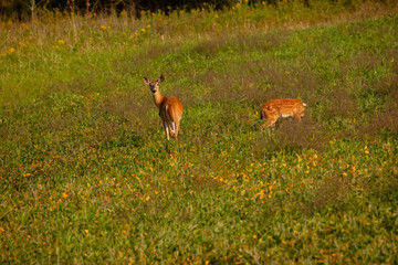 White - tailed deer (Virginia deer)  in a field
