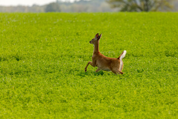 White - tailed deer (Virginia deer)  in a field