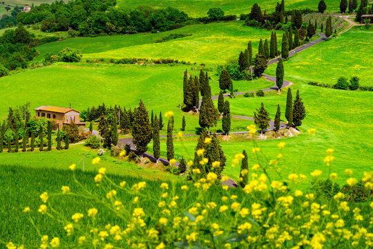 Monticchiello,Road with Zypress Trees,.Val D'Orcia ,Tuscany,Italy,Europe.UNESCO World Heritage Site