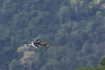 Great Hornbill are flying through the forest
