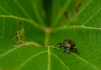 Japanese beetle eating a vine leaf in a vineyard