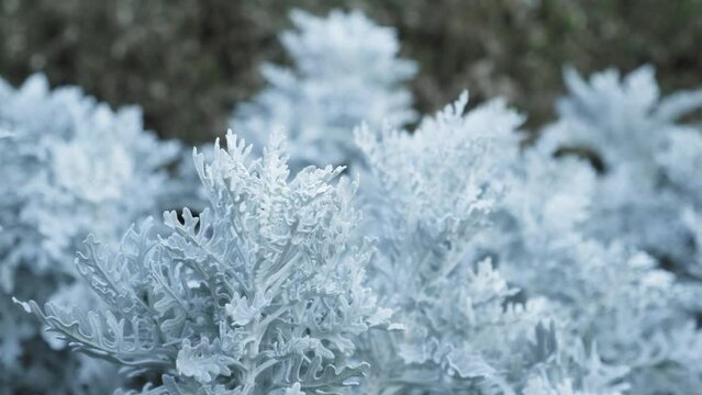 Cineraria maritima jacobaea - silvery white plant of the aister family