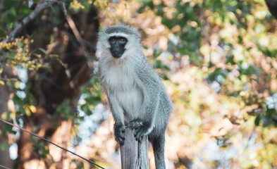 Vervet Monkey