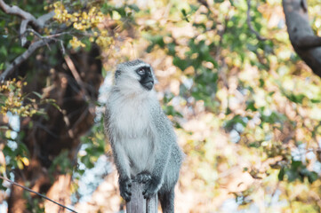 Vervet Monkey