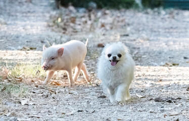 Naklejka na ściany i meble miniature pig and chihuahua