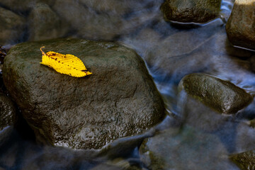 Yellow leaf on a rock in a stream