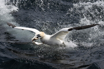 A Gannet seabird catching a fish in the sea in the Shetlands