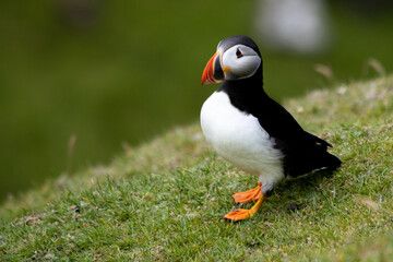 A Puffin perched on the grass on a cliff top in the Shetlands