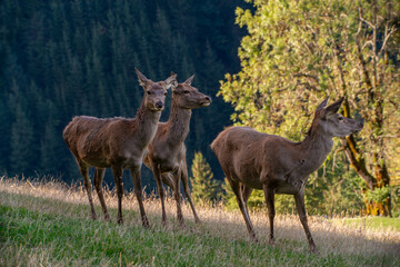 Rotwild im Herbst