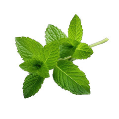 Fresh Mint Sprig�Isolated on a transparent background