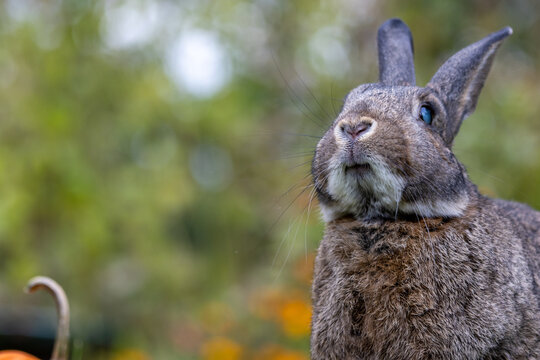 Small grey rabbit in fall garden with pumpkin soft bokeh background copy space