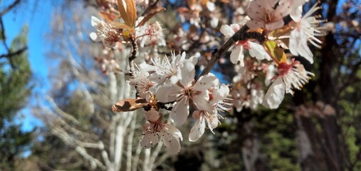 Flores rosas y blancas de árbol de cerezo, con el cielo de fondo.