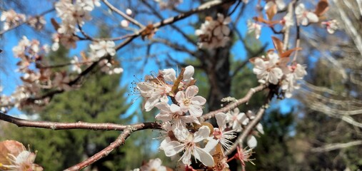 Flores rosas y blancas de árbol de cerezo, con el cielo de fondo.