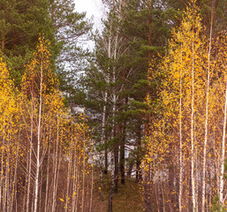 Golden colorful autumn in the vicinity of the village of Baranchinsky, Kushvinsky urban district, September and October 2023.