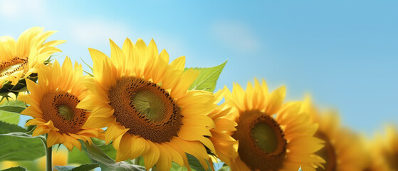 The sunflowers burst into bloom in the sunlight.