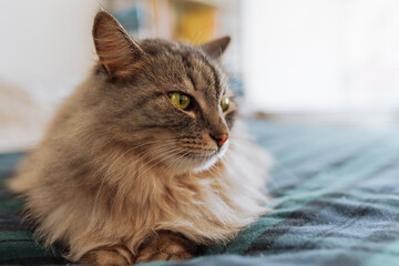 Portrait fluffy cat lying on sofa