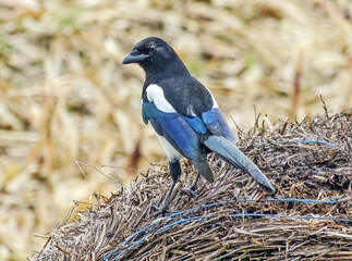 A magpie sits on a hay bale. In Maramures, Romania