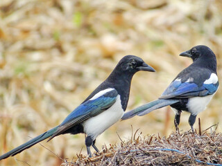 Two magpies sitting on a hay bale. In Maramures, Romania