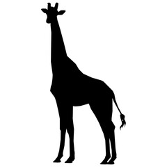 giraffe illustration