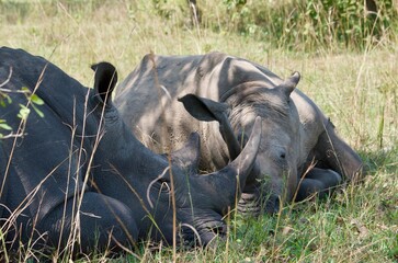 rhino and calf © Thomas