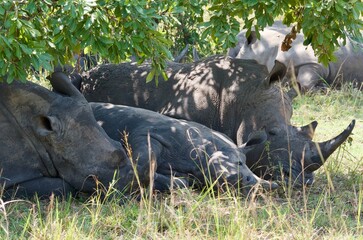 rhino in the grass © Thomas