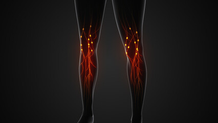 Structure of the female lymphatic system