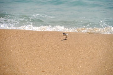 Kentish plover at a sandy beach in Andalusia with waves of the Atlantic Ocean behind, Spain