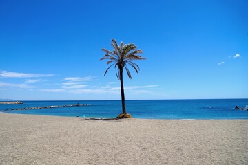 palm tree on the beach at the beach Playa de la Duquesa near Duquesa Port, Manilva, Andalusia,...