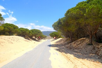 large green pine trees in the sand of the dunes of Valdevaqueros at the edge of the road that runs through the dune landscape, Tarifa, Cadiz, Andalusia, Spain, fantastic landscape, tourism, travel