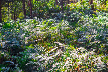 Landscape shot of the forest. Outdoor
