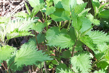 A close-up image of Urtica dioica, commonly known nettle plant and its leaves.