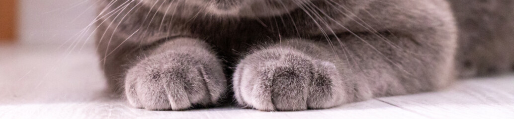  Close-up shot of a cat's paws, perfect for a macro photo banner.