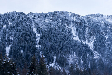  Idyllic snow-covered mountain panorama with evergreen spruces