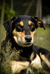Una perra negra con amarrillo en el campo