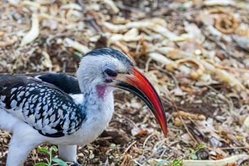bird