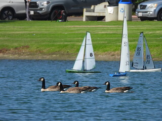 geese in a model sailboat race