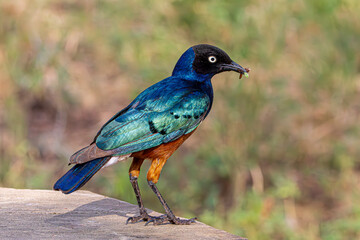 winged blackbird