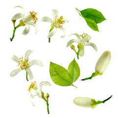 Images of lemon flowers and leaves isolated on a transparent background.