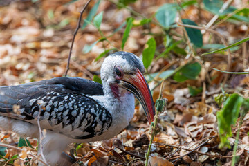 Naklejka premium bird